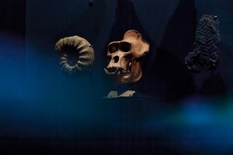 Naturalia fossiles et crâne de  gorille